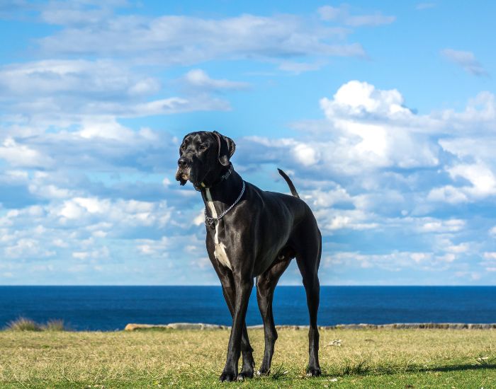 Pentru a fi clasificat ca fiind un câine de talie mare, un câine trebuie să aibă o înălțime la greabăn de cel puțin 60 cm