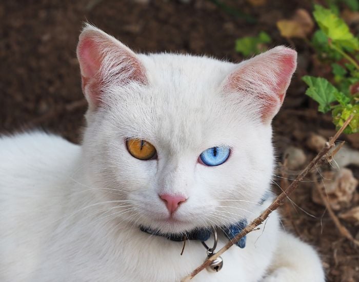 Pisica Khao manee cu ochi verzi și albaștri