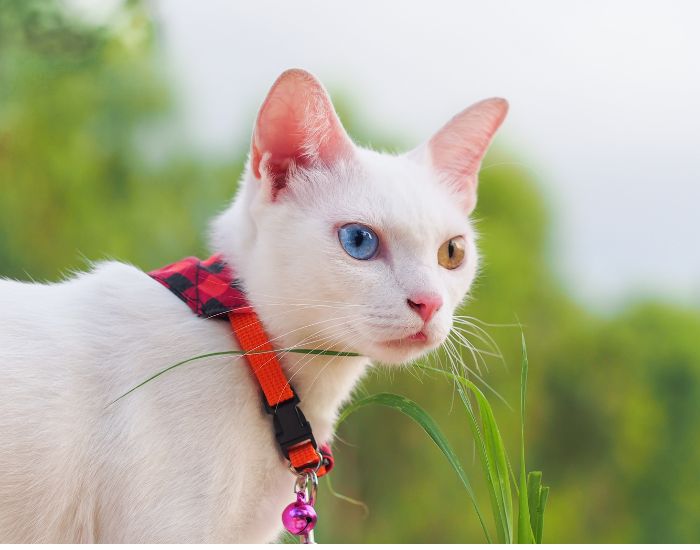 O pisică khao manee albă cu ochi multicolori 
