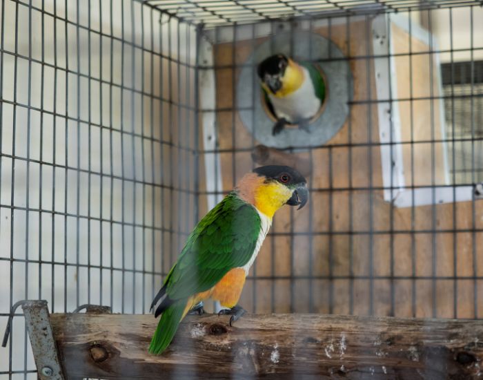 Un papagal în cușcă