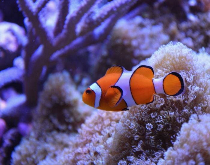 Pește Nemo în acvariu marin