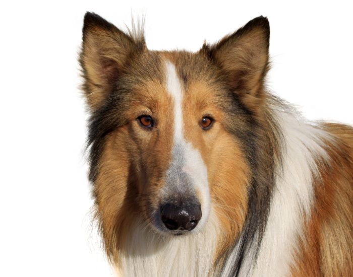 Câinele ciobănesc scoțian are ochii ușor oblici și un zâmbet larg, ceea ce i-a adus numele de câinele mereu zâmbitor.