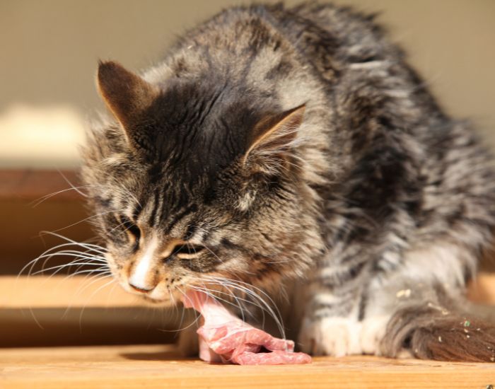 Pisica mănâncă carne, care este cea mai bună sursă de taurină pentru pisică.