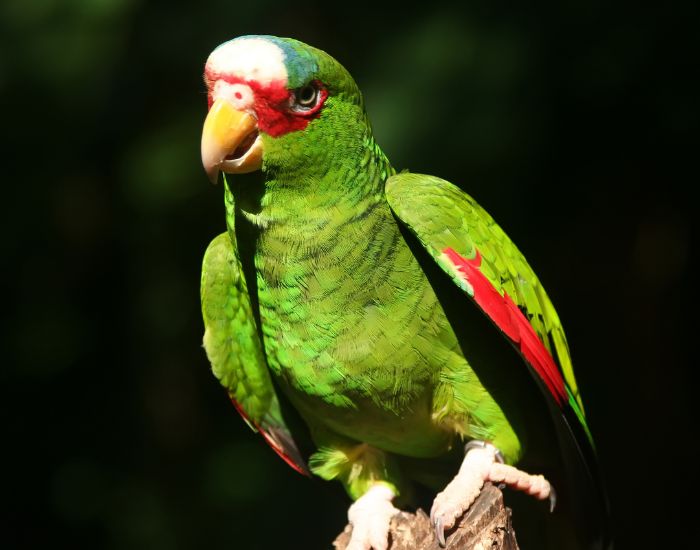 Papagalii amazonian sunt cunoscuți pentru capacitatea lor excelentă de a imita vorbirea umană, la fel ca și celebrii jako și kakadu.