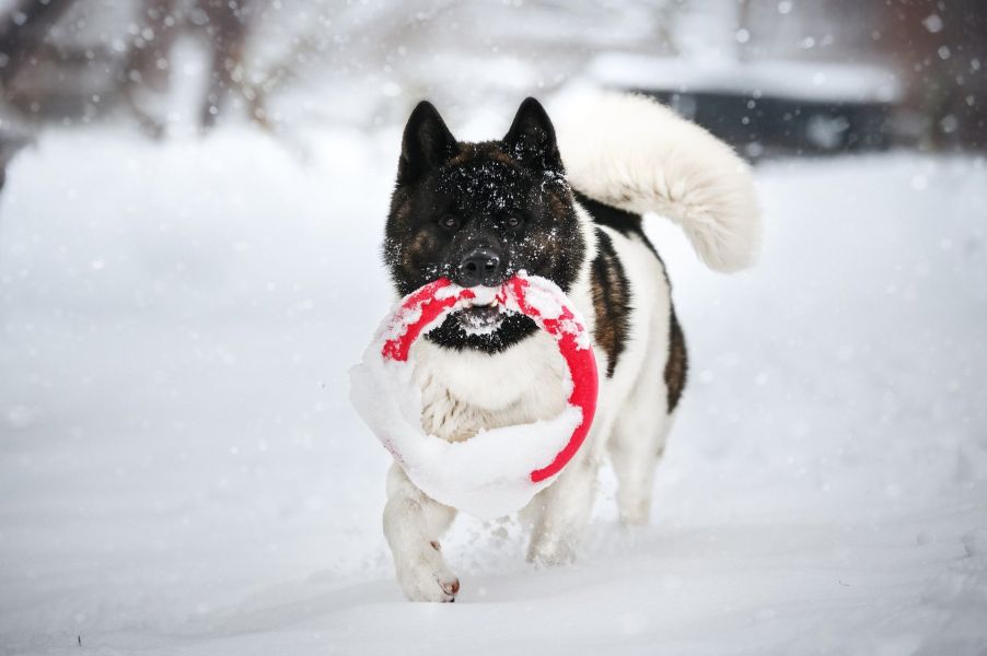 Akita în timp ce se joacă în zăpadă.