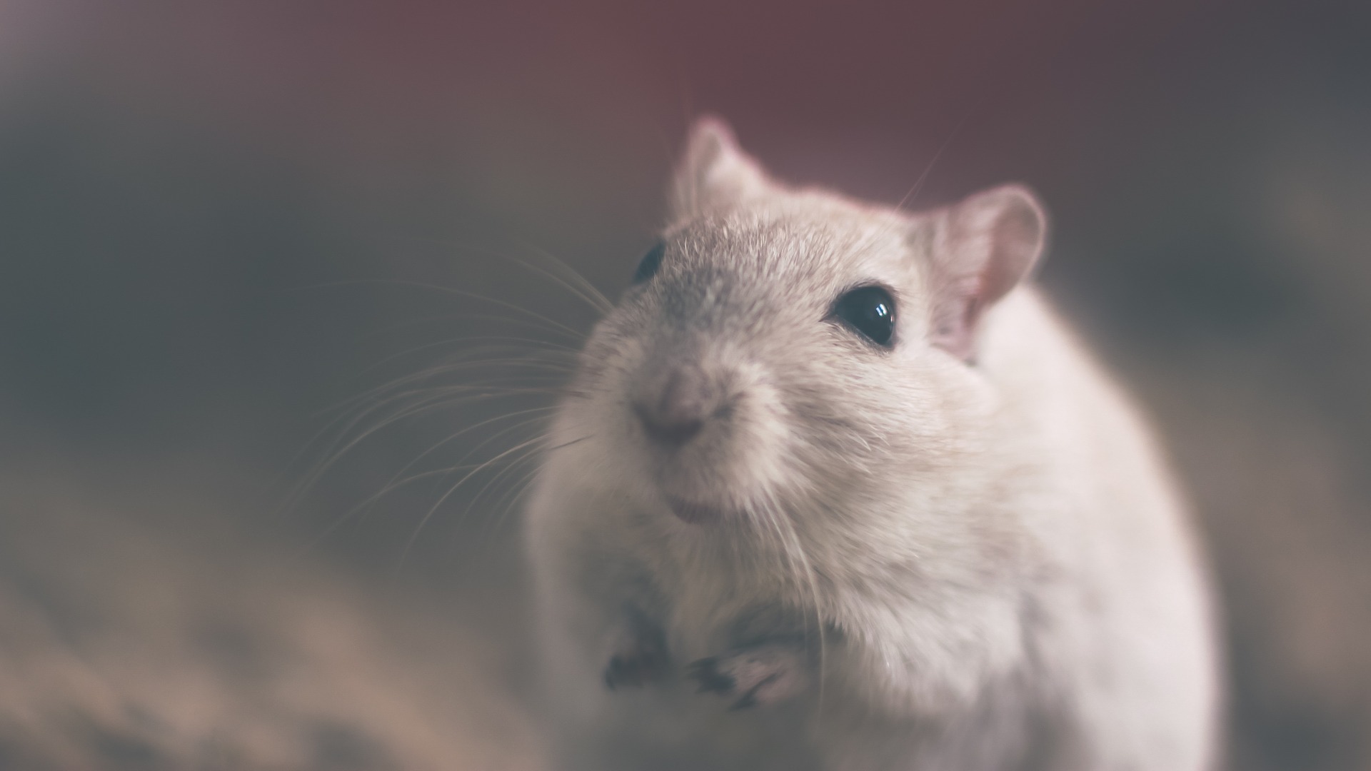 Șoarecele de casă este un șoarece care se găsește de obicei în pivnițe sau cămări.