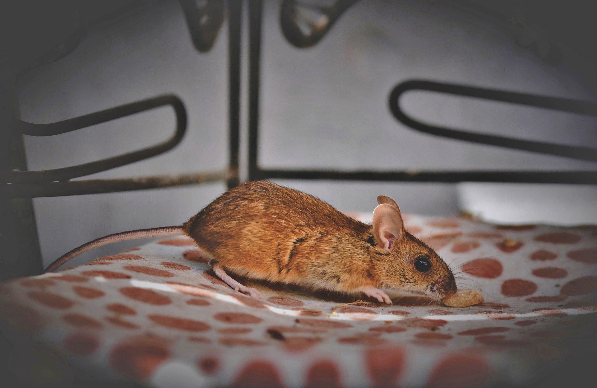 Deși șoarecele este omnivor, cel mai sigur este să-l hrăniți cu o hrană completă, care să corespundă cel mai bine nevoilor sale.