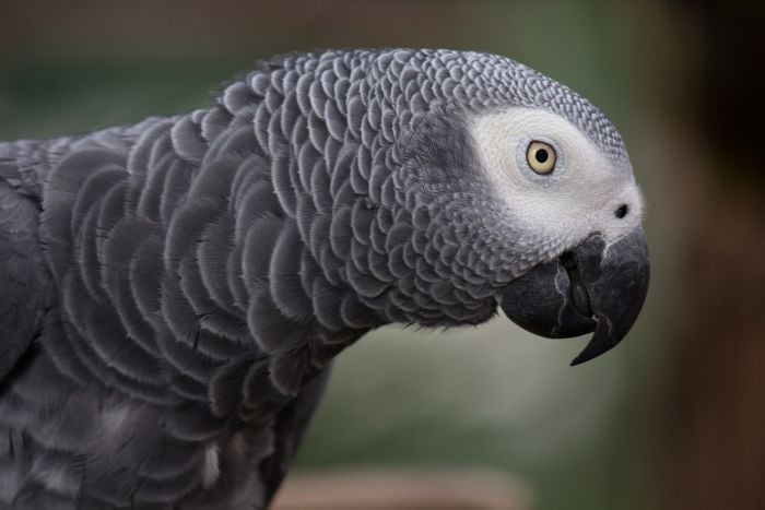 Papagalul żako are pene frumoase de culoare gri și o pată albă lângă ochi.