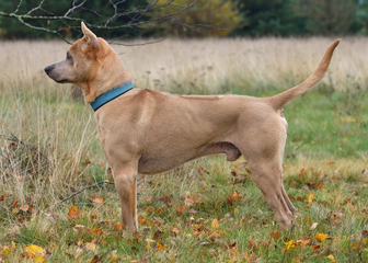 Câine Thai Ridgeback - enciclopedia raselor de câini