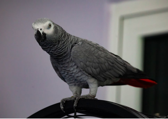 Papagalul żako este o pasăre remarcabilă, credincioasă și devotată și cea mai vorbăreață.