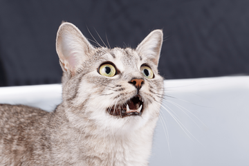 De ce miaună pisicile și ce înseamnă mieunatul pisicilor?