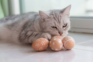 Este un ou pentru pisică o idee bună?