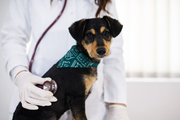 Cum recunoști torsiunea gastrică la câini? Află care sunt cauzele și primul ajutor pentru câinele tău