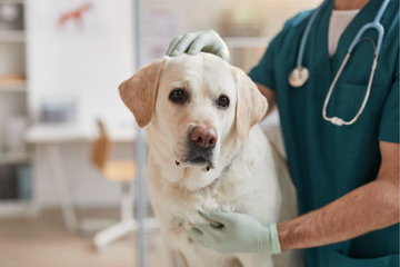 Cancerul la câini - este vindecabil?