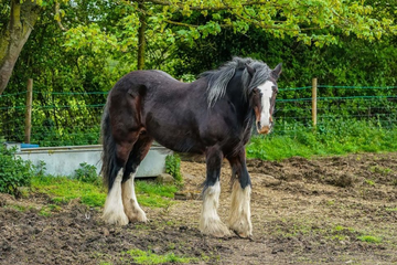 Calul Shire (Shire horse) – informații esențiale despre rasă