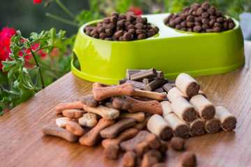 Este hrana din insecte soluția pentru alergiile câinelui tău? Ce reprezintă proteinele din insecte?