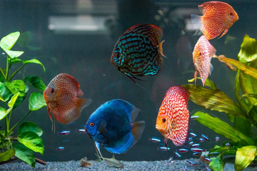 Pești pentru acvarii mici - cele mai populare specii