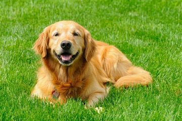 Boala Lyme la câini (Borelioză)