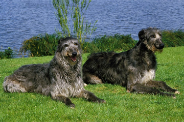 Ogar scoțian (Scottish Deerhound) - enciclopedia raselor de câini