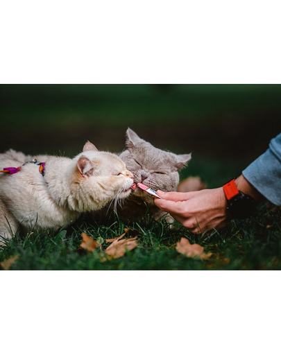 INABA Churu Cat Recompensa pentru pisici, piure cu ton si somon 56 g