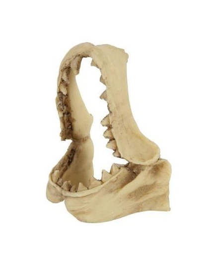 ZOLUX Decorațiune craniu de dinozaur model 2