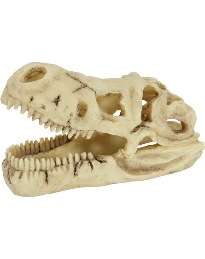 ZOLUX Decorațiune craniu de dinozaur model 3
