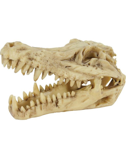 ZOLUX Decorațiune craniu de dinozaur model 6