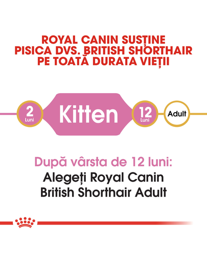 Royal Canin British Shorthair Kitten hrana uscata pisica junior, 400 g