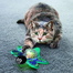 KONG Cat Bat-A-Bout Flicker Firefly jucarie stralucitoare pentru pisici