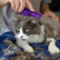 KONG Perie Cat ZoomGroom pentru masajul si periajul pisicii