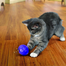 KONG Cat Treat Dispensing Ball minge pentru recompense pentru pisici