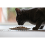 ZIWIPEAK Cat Hrana uscata pentru pisici, cu carne de vanat 400 g