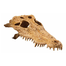 EXO TERRA Ascunzătoare craniu crocodil