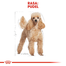 Royal Canin Poodle Adult Hrană Uscată Câine 3kg