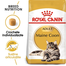 ROYAL CANIN Hrana uscata pentru pisici adulte din rasa Maine coon 12kg + hrana umeda 12x85 g